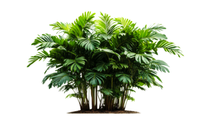 Lush Fishtail Palm with Dense Foliage, cut out transparent