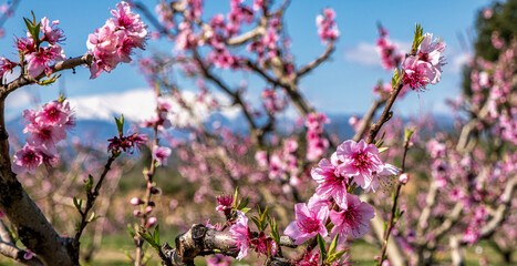 The Mount Canigou in Eastern Pyrenees and blooming peach trees.