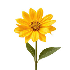 Obraz premium Heliopsis isolated on white background