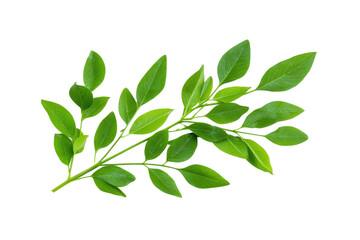 Fototapeta premium Vibrant green leafy branch on black background displaying natural freshness, cut out