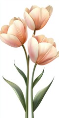 Fototapeta premium Elegant and Soft Pink Tulips with Lush Green Leaves on a White Background for Spring and Floral Decor