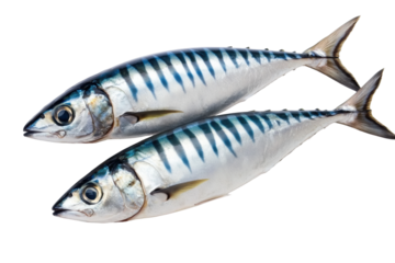 Pair of fresh mackerel fish with distinctive blue stripes on black background, cut out