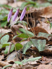 Three unopened katakuri buds lined up in the early morning in Gifu, Japan