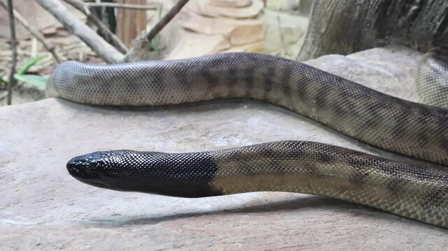 Black-headed python or Aspidites melanocephalus