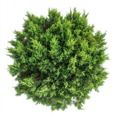 Fototapeta premium Cypress tree nature plant bush.