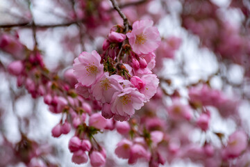Branch of a blooming sakura tree with open flowers and buds. Natural floral background.