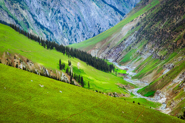 Mountain landscape. Panoramic view from the top of Sonmarg, Kashmir valley in the Himalayan region. Serene meadows, alpine trees, wildflowers on the trails of the Great Lakes of Kashmir Trek, 2022 
