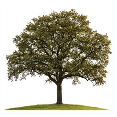 Fototapeta premium Mature oak tree on a grassy knoll