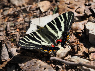 This is a colony of dogtooth violets in Gifu Prefecture, Japan. The first spring gifu butterfly has landed on a dogtooth violets flower. It has just emerged.