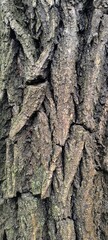 Obraz premium Textured bark of a tree revealing intricate patterns in a forest setting