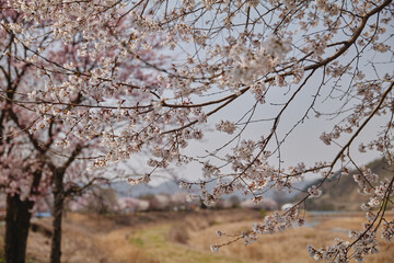 Beautiful Cherry Blossoms in Spring