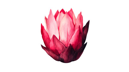 Red tropical flower watercolor illustration, flower bud drawing, cut out transparent