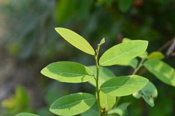 Green leaves on the tree in the garden, closeup of photo