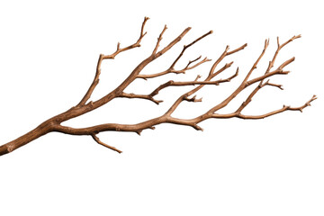 Fototapeta premium Realistic bare tree branch on black background, cut out