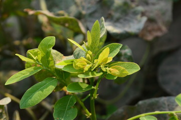 Close up detail of green leaves of the Plant. close up shot of leaves, nature background.