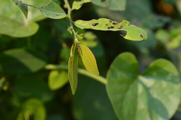 Close up detail of green leaves of the Plant. close up shot of leaves, nature background.