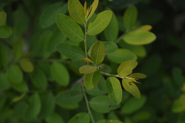 Close up detail of green leaves of the Plant. close up shot of leaves, nature background.