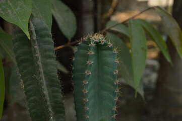 cactus with thorns, cactus thorns