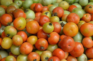 fresh tomatoes in the market
