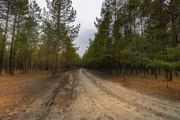 Obraz premium A dirt road in a forest with trees on both sides