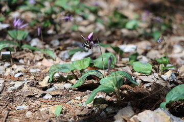 This is a colony of dogtooth violets in Gifu Prefecture, Japan. The first spring gifu butterfly has landed on a dogtooth violets flower. It has just emerged.