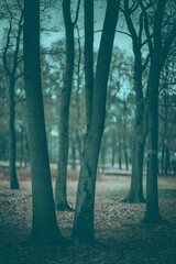 A minimalist photo of a forest with a few trees. 