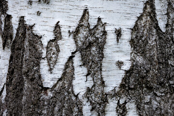 Obraz premium Textured tree birch bark texture background. Natural texture background with tree bark. Birch bark.