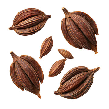 Aromatic Black Cardamom Pods and Seeds on a Transparent Background, a Culinary Spice for Flavor and Fragrance Concept of healthy eating, cooking and ingredient