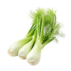 Fresh fennel bulbs with green fronds on a transparent background Healthy eating concept of raw fennel for salad, cooking, and culinary use
