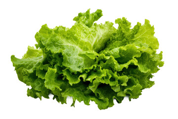 Fresh green leaf lettuce isolated on black background with crisp leaves, cut out