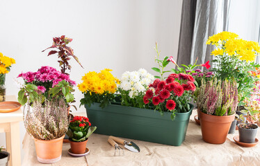 Planting chrysanthemums, heather, and other fall flowers in pots adds natural beauty and color to your balcony or terrace, enhancing your outdoor decor for the season