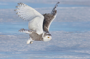 Snowy owl (Bubo scandiacus) flies low over hunting an open snowy field in winter in Ottawa, Canada