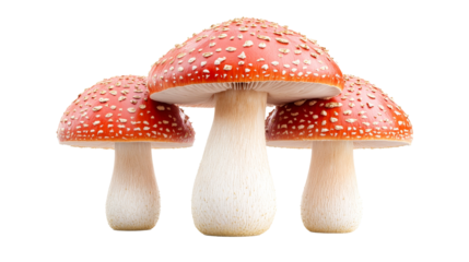 Three red toadstool fungi with white spots, cut out transparent