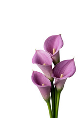 Elegant purple calla lilies with delicate petals and vibrant green stems, isolated on PNF. Floral design, weddings, greeting cards, and botanical themes.