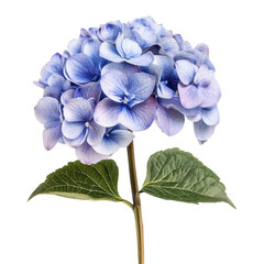 Hydrangea isolated on white background