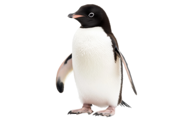 Adélie penguin on white background, cut out