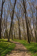 Fototapeta premium Spring forest trail with sunlight...2/2.........