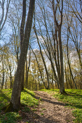 Spring forest trail with sunlight...2/2.........