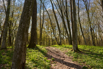 Fototapeta premium Spring forest trail with sunlight...2/2.........