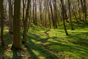 Obraz premium Green forest valley in early spring.........