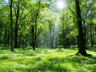 Fototapeta premium Sunlit Green Forest with Wildflowers