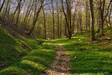 Spring forest trail with sunlight...2/2.........