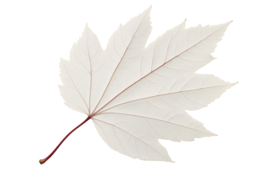 Detailed white maple leaf with red stem on black background, cut out