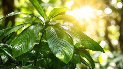 Lush green leaves of a plant are illuminated by bright sunlight