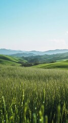 Fototapeta premium Green field landscape wallpaper fields grass background.