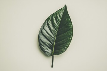 A dark green glossy leaf on a neutral cream colored background