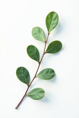 Single eucalyptus sprig, delicate leaves, pure white background, bright, vibrant