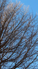 Nearly leafless tree branches with few yellow leaves against the blue sky. Almost bare trees in early winter forest background.