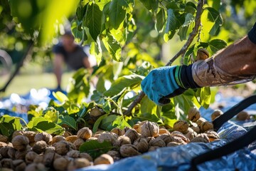 Traditional Nut Harvest Farmers harvesting walnuts by shaking tree branches, with nuts falling onto a tarp