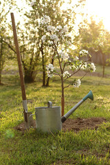 watering can and shovel with apple tree in bloom at sunset. garden maintenance work